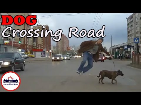 DOG Crossing the Road (Compilation -001-)  - «происшествия видео»
