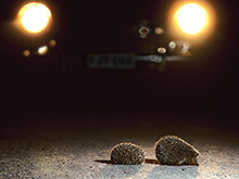 Американские страховщики будут проверять работу фар - «Автоновости»