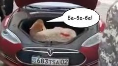 Тест-драйв Tesla Model S по-казахски: вместимость багажника измеряют в баранах - «Автоновости»