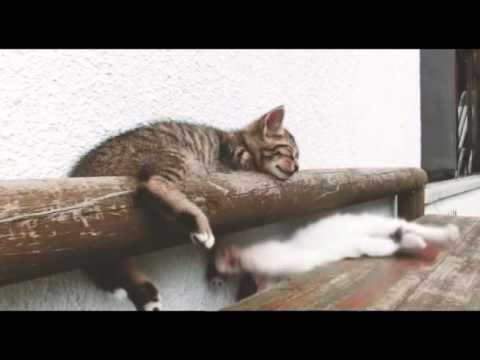 Новости с колес. Выпуск 1452  - «видео»