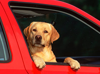 Лабрадор не стал защищать автомобиль хозяина от угонщика и уехал вместе с ним - «Автоновости»