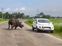 В Индии носорог бегал по трассе и сгонял машины в кювет (ВИДЕО) - «Автоновости»