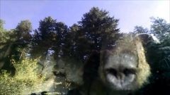 Пятничная подборка интересных видеороликов: Нива рвет GT-R и медведь в Субару - «Автоновости»