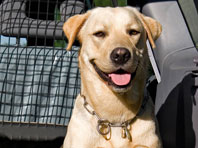 Сибиряк запер лабрадора на месяц в машине - «Автоновости»