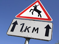 На дорогах Петербурга появятся знаки "Дикие животные" - «Автоновости»