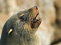 На Тасмании задержали 200-килограммового тюленя-автолюбителя (ФОТО) - «Автоновости»